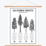 California Forests Poster Print - Black & White