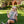 women sitting on the grass on Chico State University Campus in Downtown Chico wearing a 5th and Ivy Crop Shirt from Upper Park Clothing