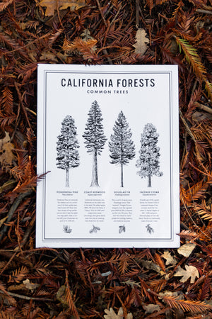 California Forests Poster Print - Black & White