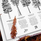 Detail shot of 11x14 California Forests Poster in black and white from Upper Park Clothing in Chico, Ca