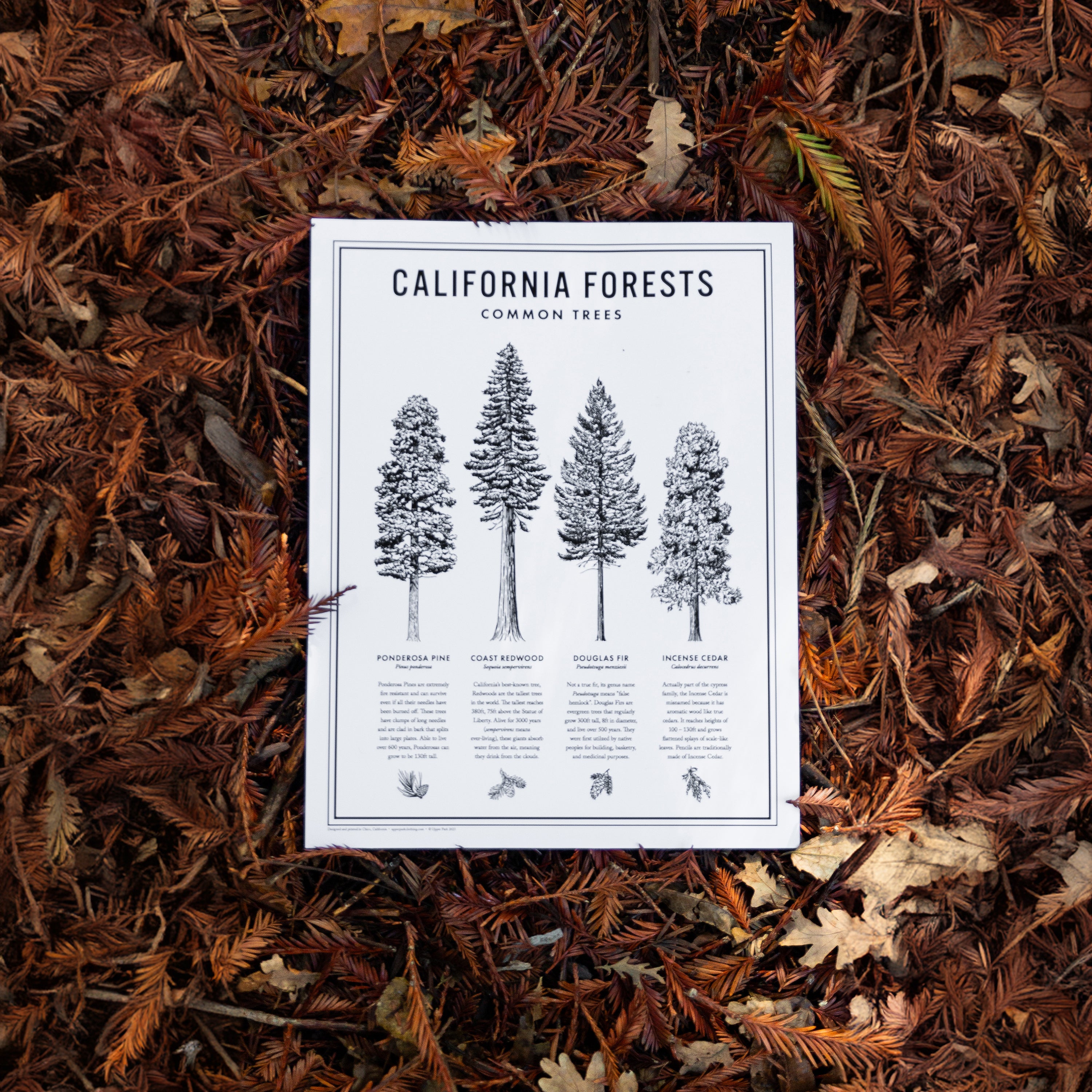 11x14 California Forests Poster in black and white from Upper Park Clothing in Chico, Ca