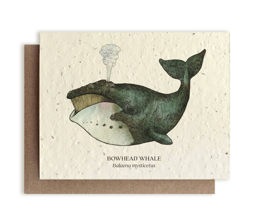 The Bower Studio - Bowhead Whale Plantable Wildflower Seed Card